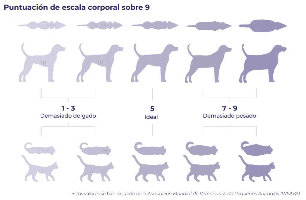 Infografía de condición corporal para perros y gatos