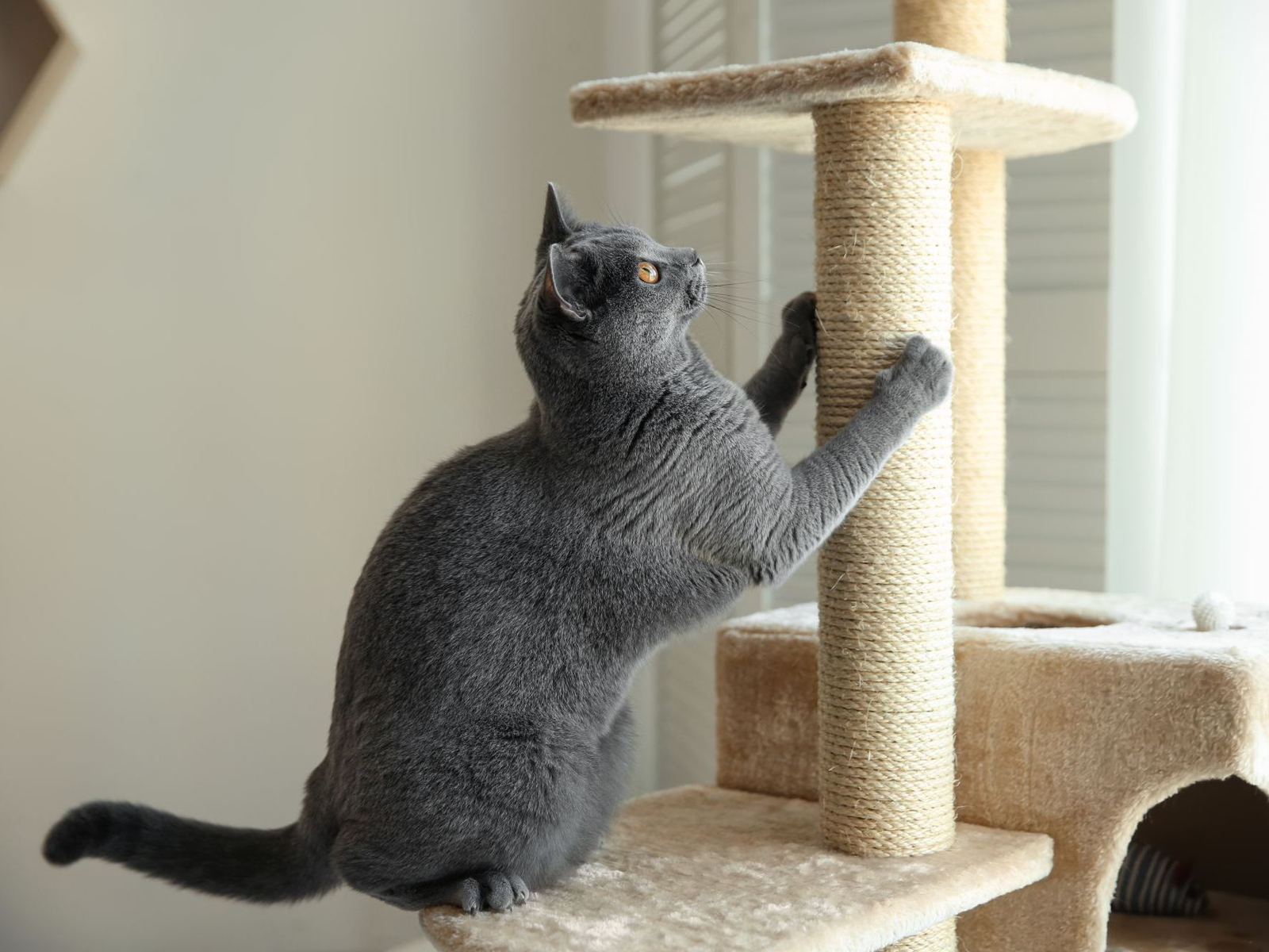 Gato de interior relajado en zona elevada con rascador