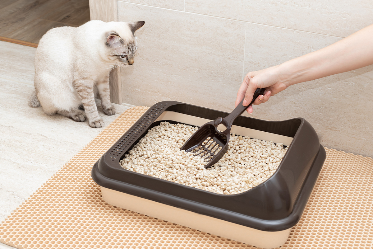 Arenero amplio con sustrato aglomerante