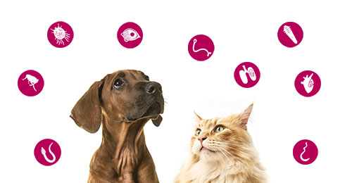 Prevención de parásitos en perros y gatos