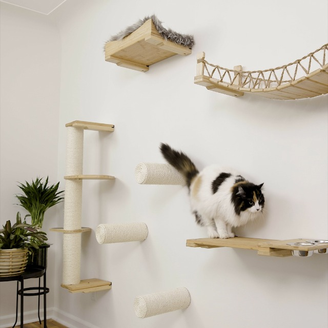 Gato en entorno estimulante