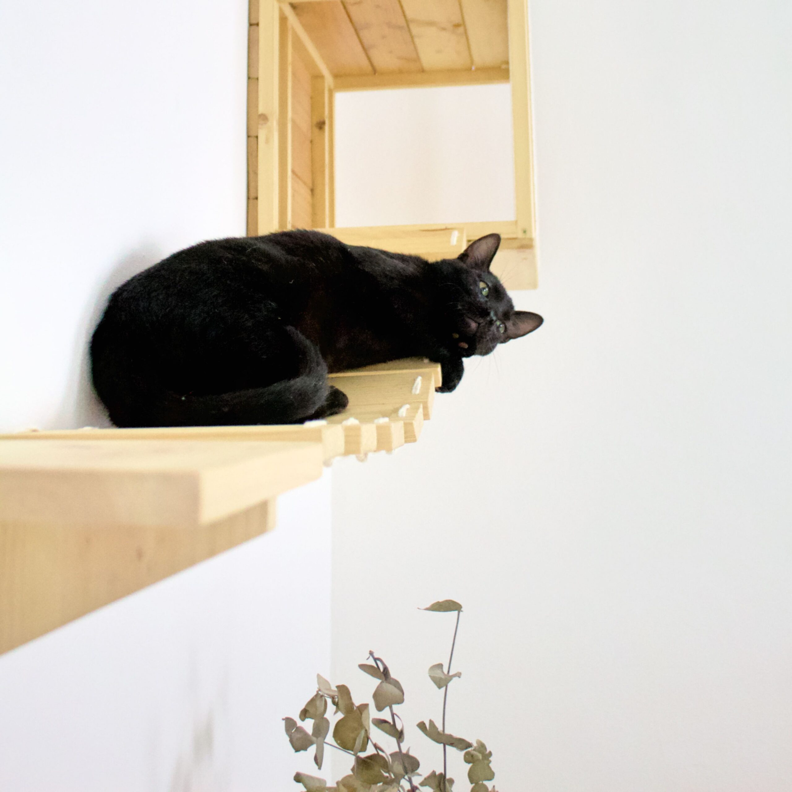 Espacio enriquecido para gato