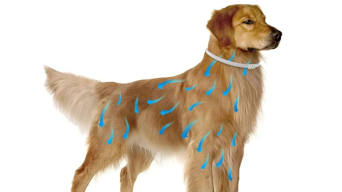 Consejos prácticos para prevenir pulgas y garrapatas